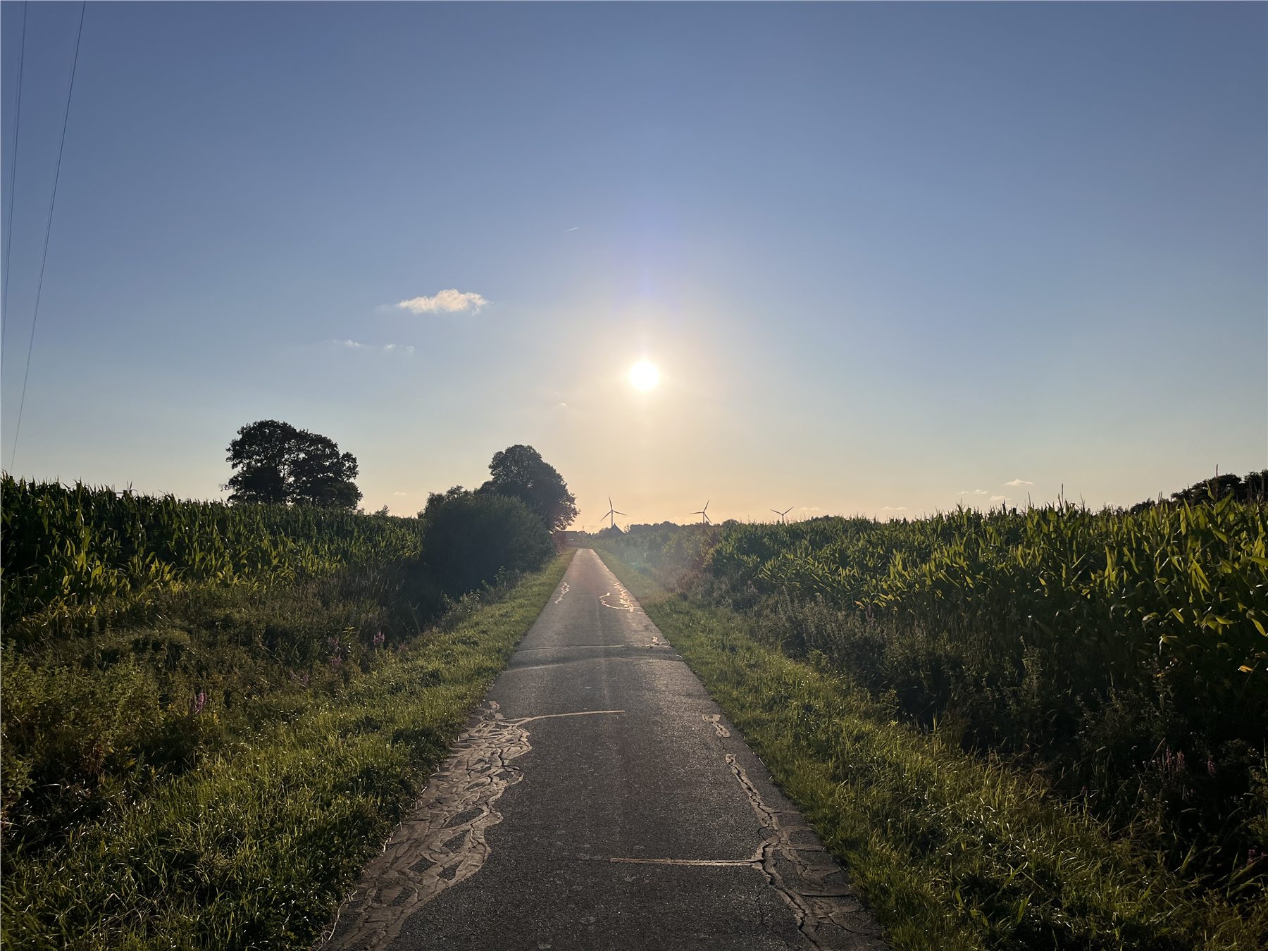 Gerade Dorfstraße zwischen Maisfeldern in Neuschoo im Abendlicht